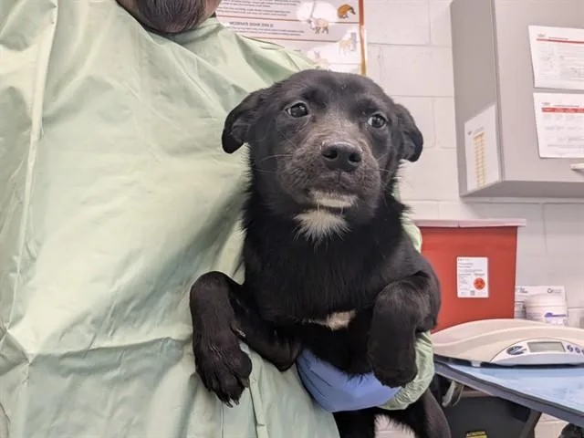 A young large-sized female Labrador Retriever dog named Twinkle for adoption in Mesa, AZ