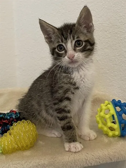 A baby small-sized male Domestic Short Hair cat named Bellamy for adoption in Killeen, TX