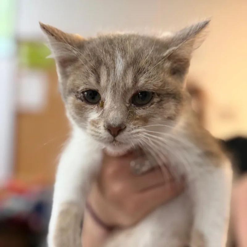 A baby small-sized male Brown / Chocolate Domestic Short Hair cat named Benny for adoption in Idaho Falls, ID