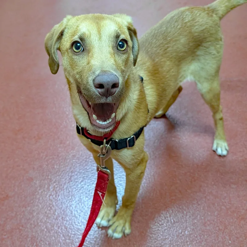 A baby medium-sized male Brown / Chocolate Shepherd dog named Goose for adoption in Accident, MD