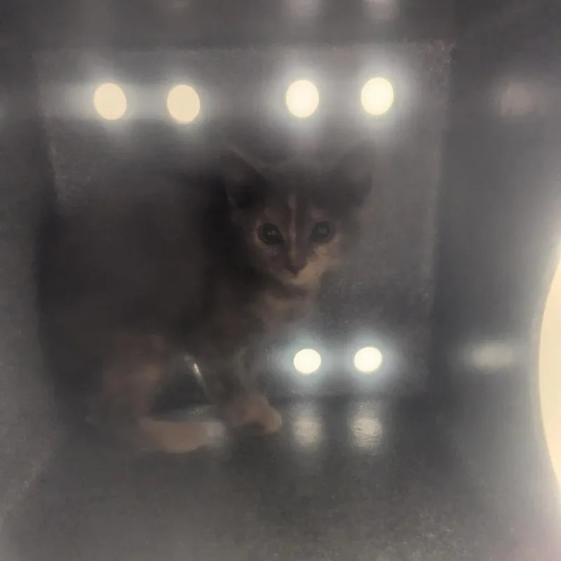 A baby small-sized female Tortoiseshell Domestic Short Hair cat named Ikea Meatballs for adoption in Charlottesville, VA