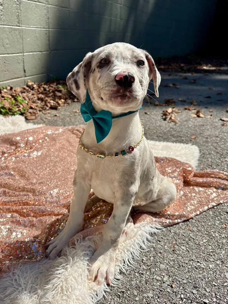A baby small-sized female Terrier dog named Zoey for adoption in Sevierville, TN