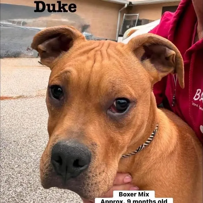 Duke thumbnail 2