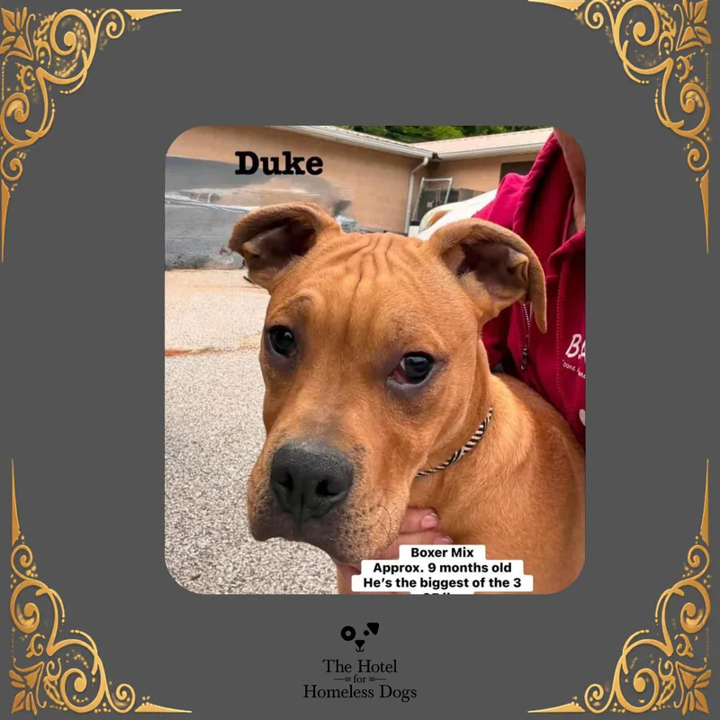 Duke thumbnail 3