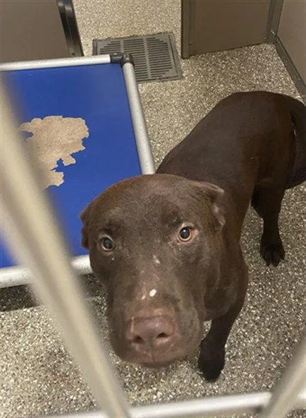 A young medium-sized male Labrador Retriever dog named Craig for adoption in Clyde, NC