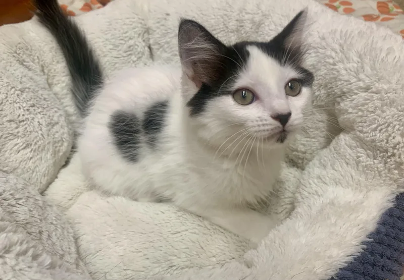 A young medium-sized male Domestic Medium Hair cat named Pongo for adoption in San Jose, CA