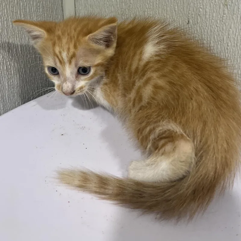 A baby small-sized male Orange / Red Domestic Short Hair cat named Aldo for adoption in Tampa, FL