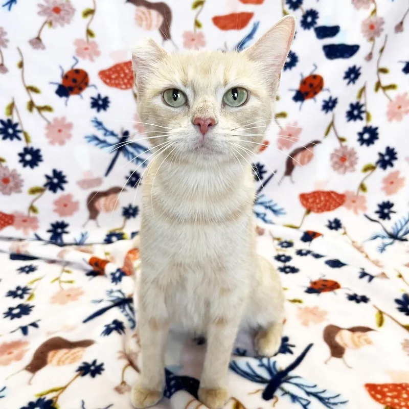 A young medium-sized female Buff / Tan / Fawn Domestic Short Hair cat named Mama Muffin for adoption in Mount Juliet, TN
