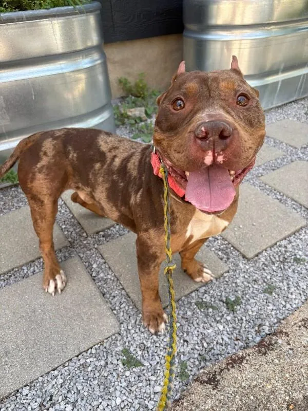 An adult large-sized male Brown / Chocolate Mixed Breed dog named Moore for adoption in Cincinnati, OH