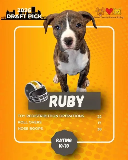 A baby small-sized female German Shepherd Dog dog named Ruby for adoption in Aliquippa, PA