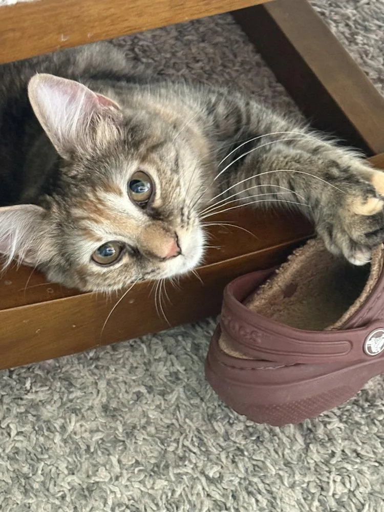 A baby small-sized male Domestic Long Hair cat named Marcelline for adoption in Kinston, NC