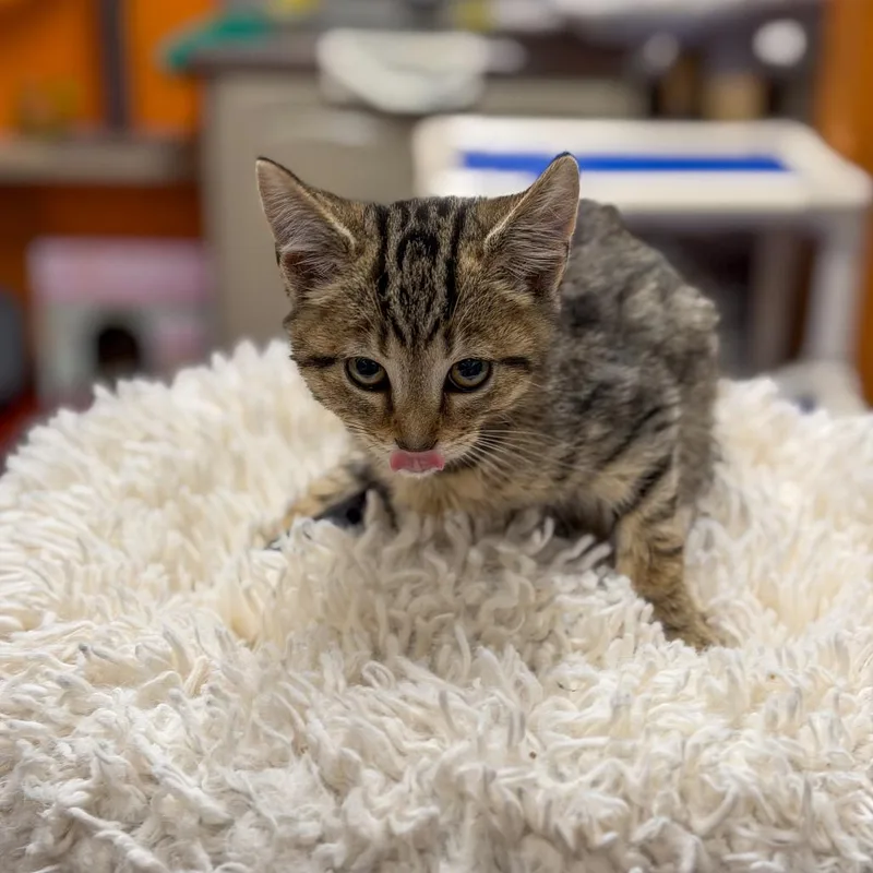 A baby small-sized male Brown / Chocolate Domestic Short Hair cat named Nick Massi for adoption in Gainesville, GA