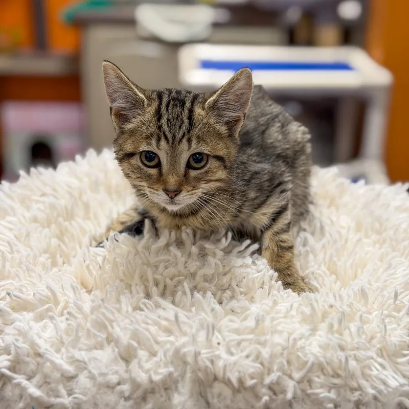 Nick Massi thumbnail 2