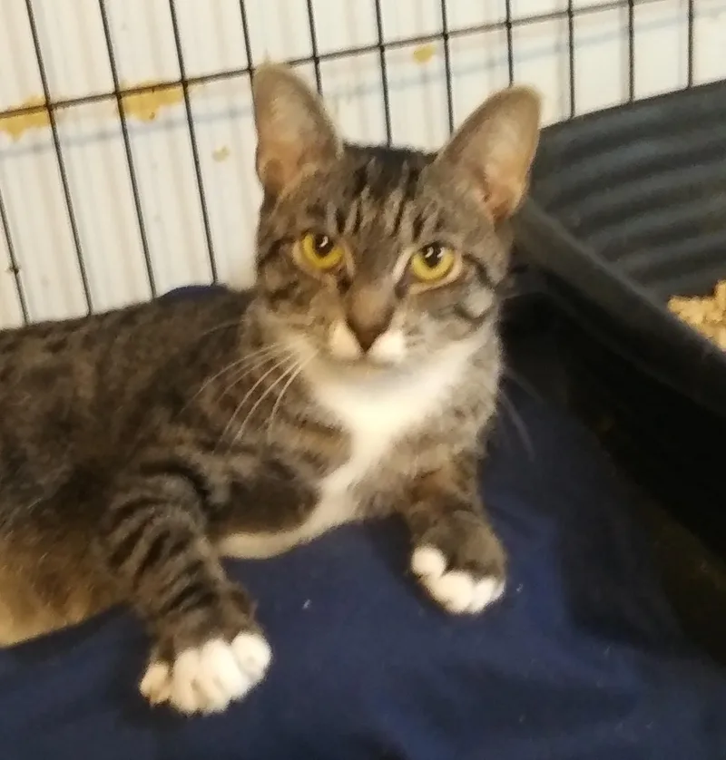 A young medium-sized female Tabby (Brown / Chocolate) Domestic Short Hair cat named Bridgette for adoption in Port Wentworth, GA