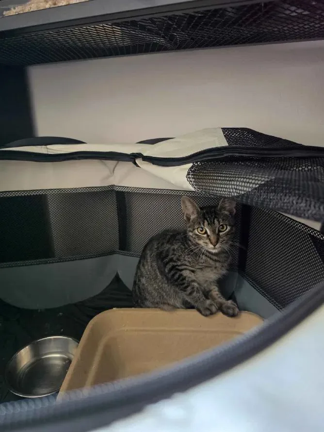 A baby medium-sized male Tabby (Brown / Chocolate) Domestic Short Hair cat named Mackerel for adoption in Weehawken, NJ