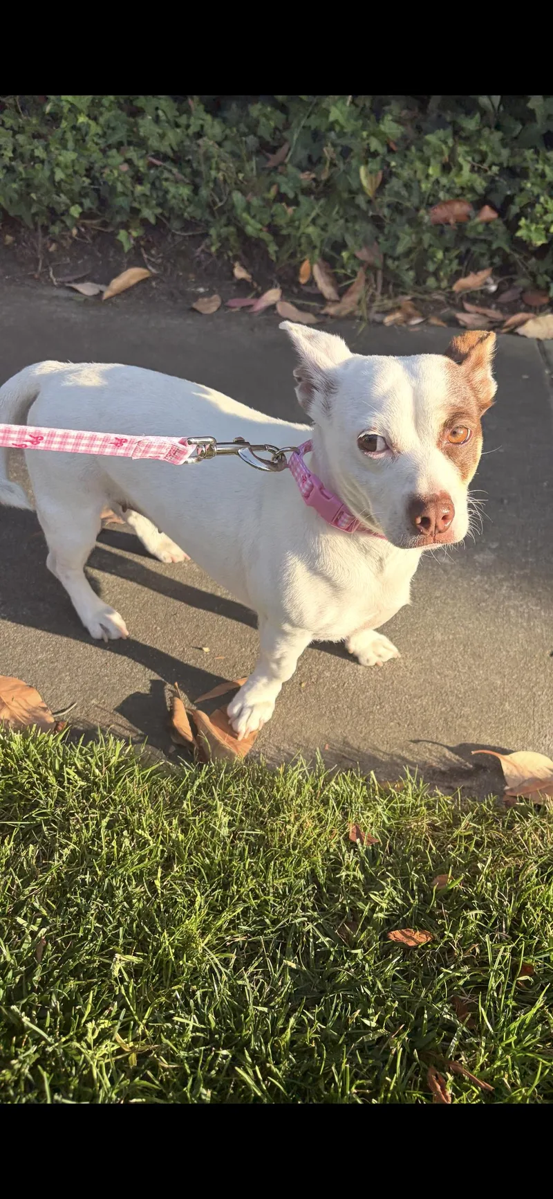 A senior small-sized female Chihuahua dog named Royal for adoption in West Hollywood, CA