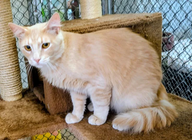 A baby medium-sized male Domestic Long Hair cat named Enigma  Sacha for adoption in Peoria, AZ