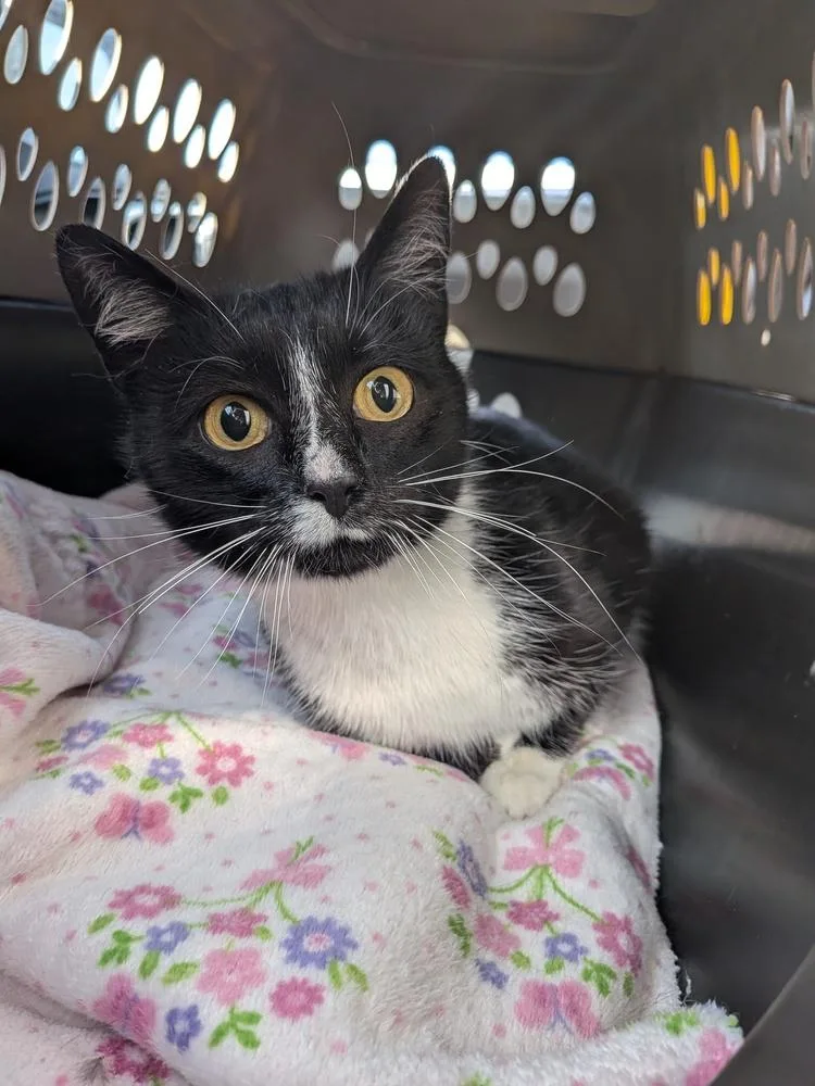 A young medium-sized female Black & White / Tuxedo Domestic Short Hair cat named Lizzy for adoption in Clinton Township, MI