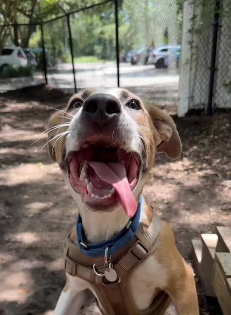 A baby large-sized male White / Cream Mixed Breed dog named Hampton for adoption in Charleston, SC
