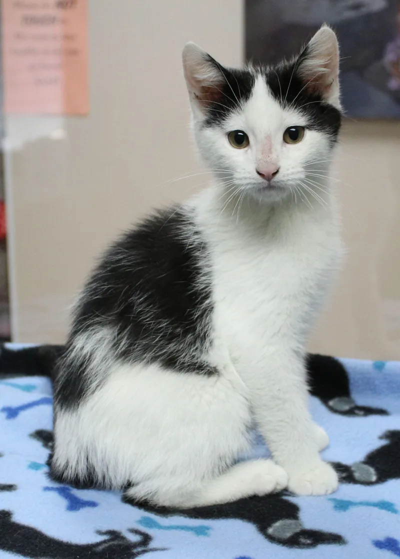 A baby medium-sized male Domestic Short Hair cat named Dunkaroo for adoption in Portage, WI