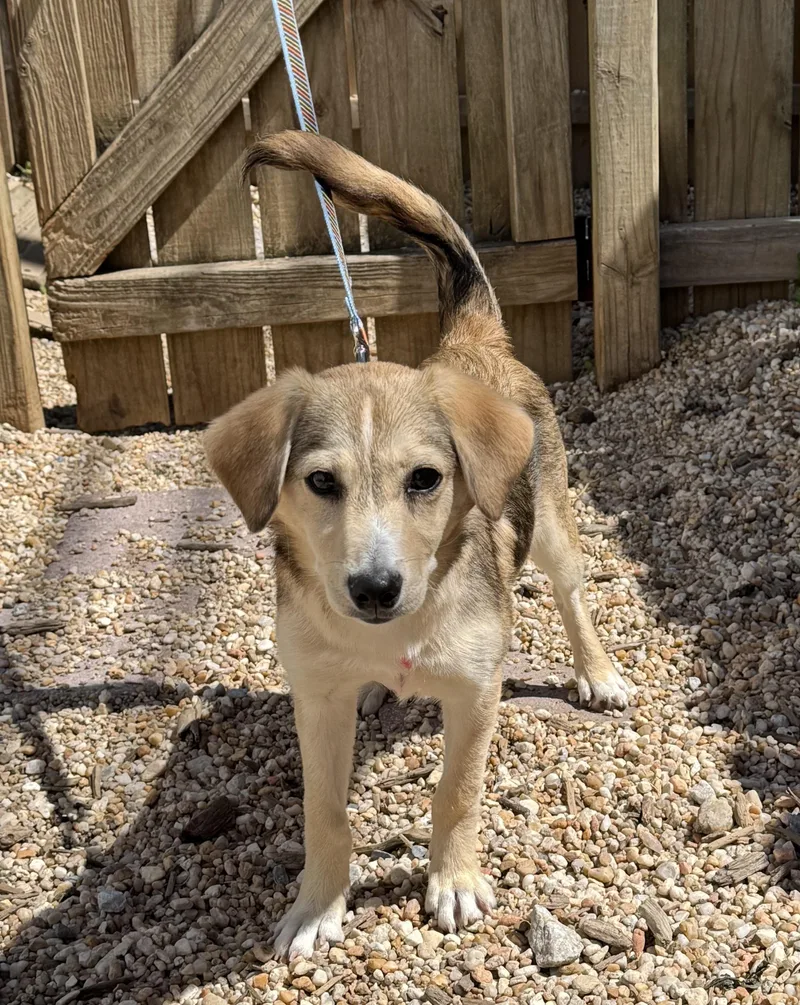A baby small-sized female White / Cream Hound dog named Darla for adoption in Ellicott City, MD