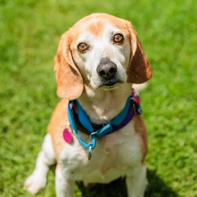 A senior medium-sized male Beagle dog named Rebel for adoption in Gloucester, VA