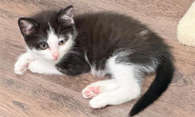 A baby small-sized male Domestic Short Hair cat named Sonny for adoption in Tustin, CA