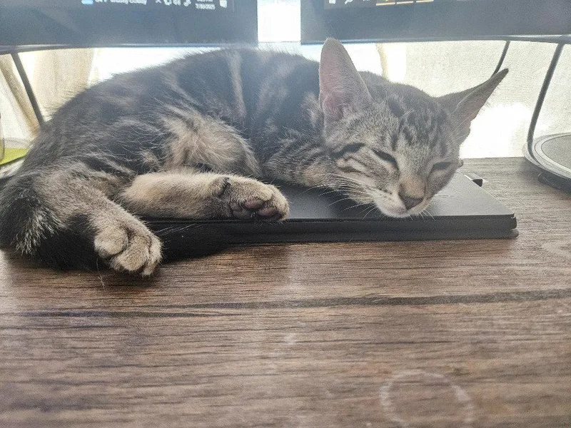 A young medium-sized female Domestic Short Hair cat named Mini for adoption in St. Helens, OR