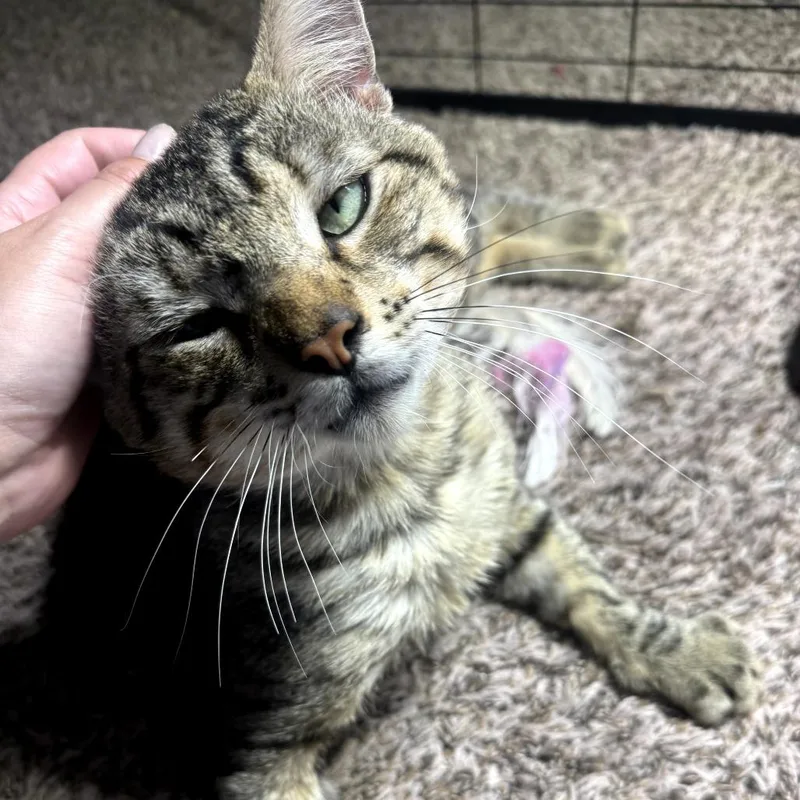A young small-sized male Buff / Tan / Fawn Domestic Short Hair cat named Tyson for adoption in Long Beach, CA