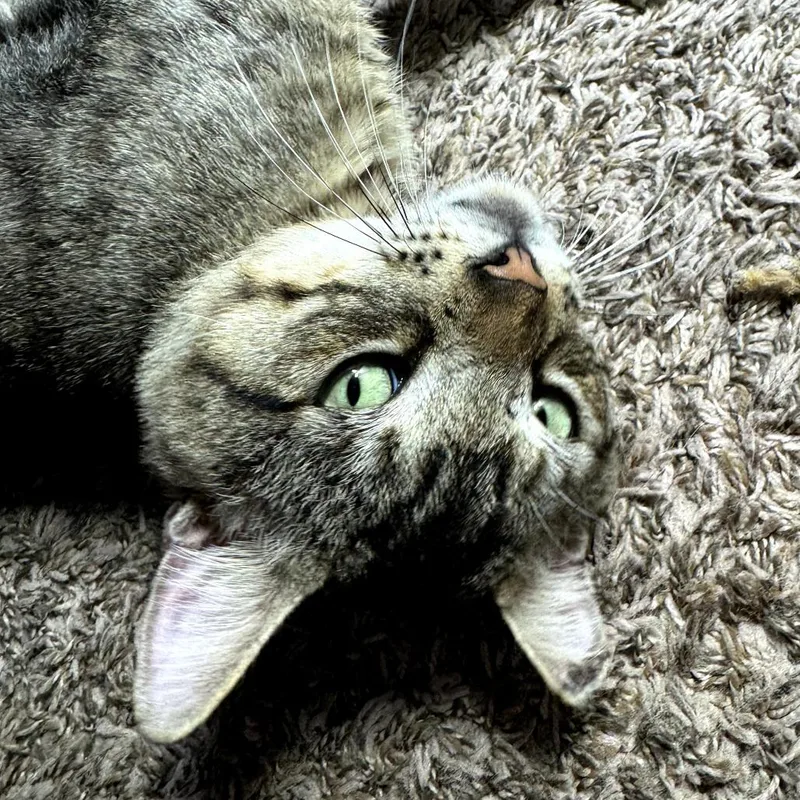 Tyson thumbnail 2