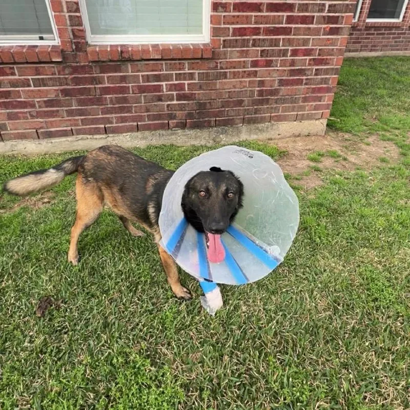 An adult medium-sized male Black German Shepherd Dog dog named Anderson for adoption in Stephens City, VA