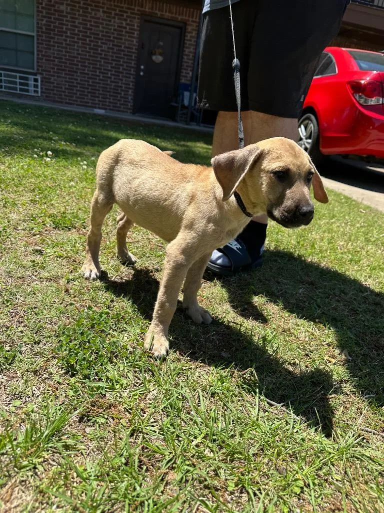 A baby large-sized male Mixed Breed dog named Brandon for adoption in Bossier City, LA