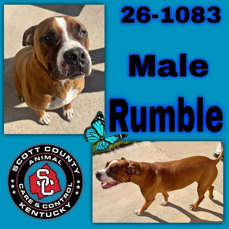 An adult extra large-sized male Pit Bull Terrier dog named Rumble for adoption in Georgetown, KY
