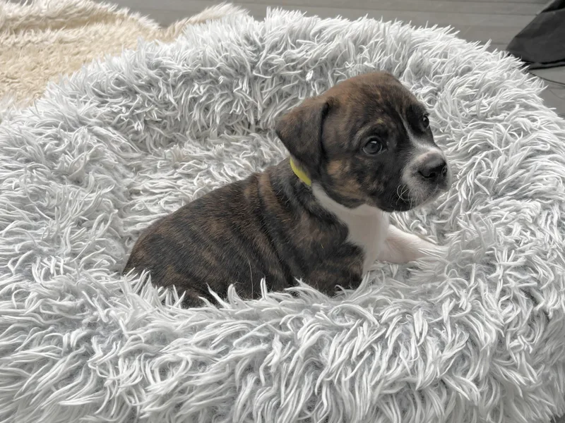 Woodstock thumbnail 2