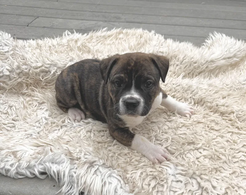 Woodstock thumbnail 5