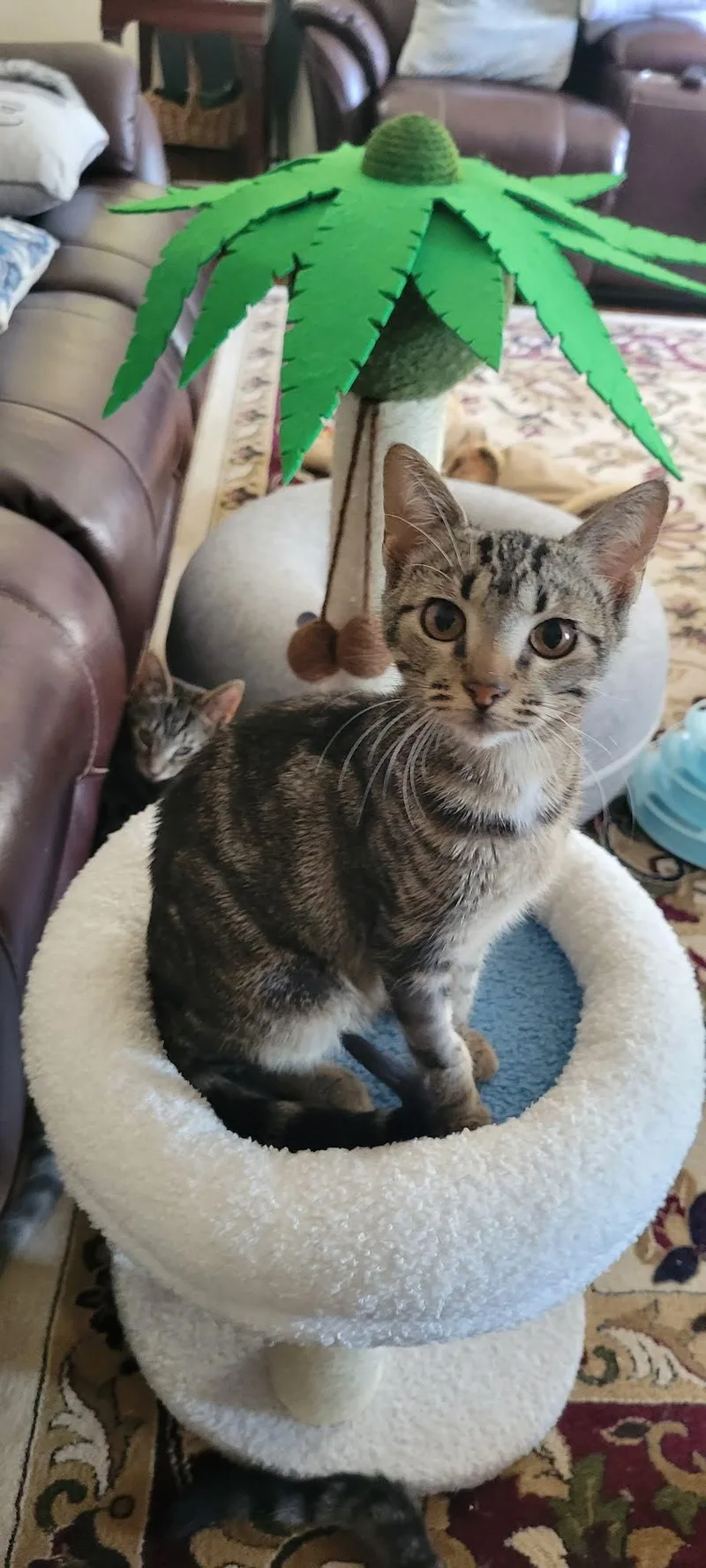 A young medium-sized female American Shorthair cat named Tails for adoption in Roanoke, AL