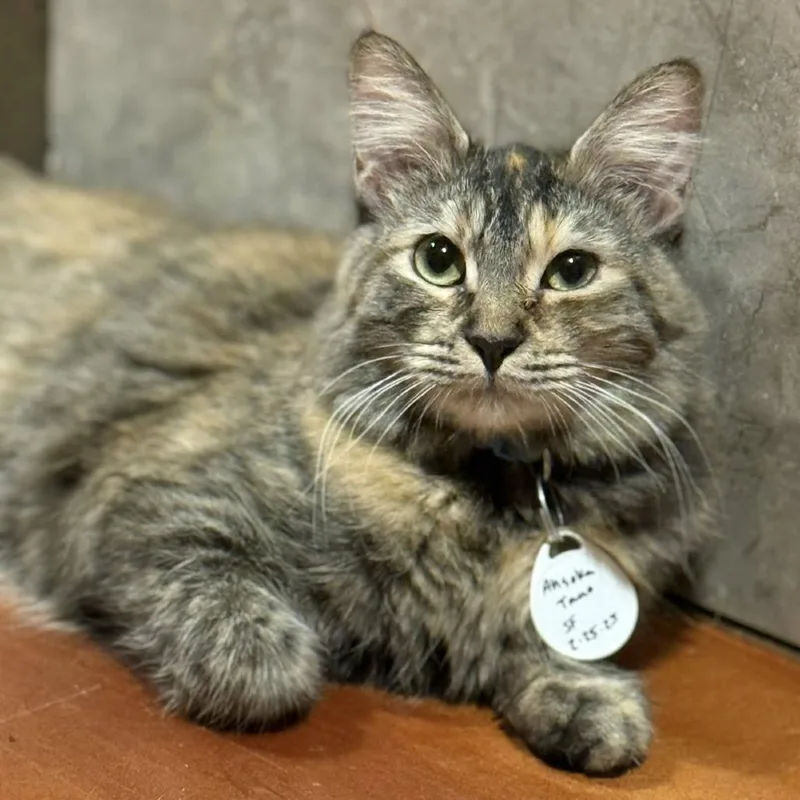 A young small-sized female Torbie Domestic Short Hair cat named Ahsoka Tano for adoption in Tucson, AZ