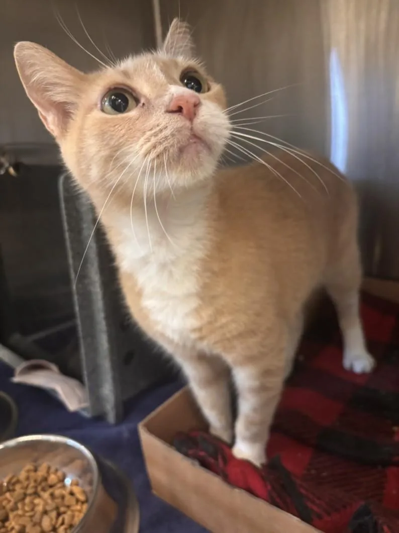 An adult small-sized female Domestic Short Hair cat named Ollie for adoption in Houston, TX