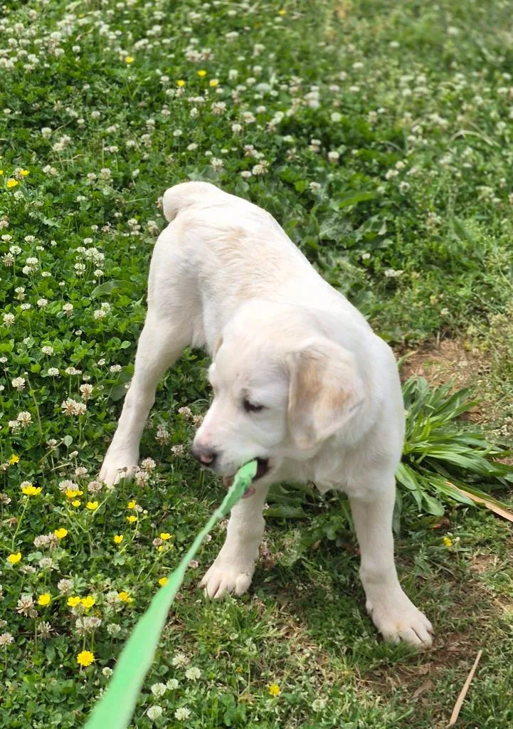 A baby large-sized male Mixed Breed dog named Bobby for adoption in Fond Du Lac, WI