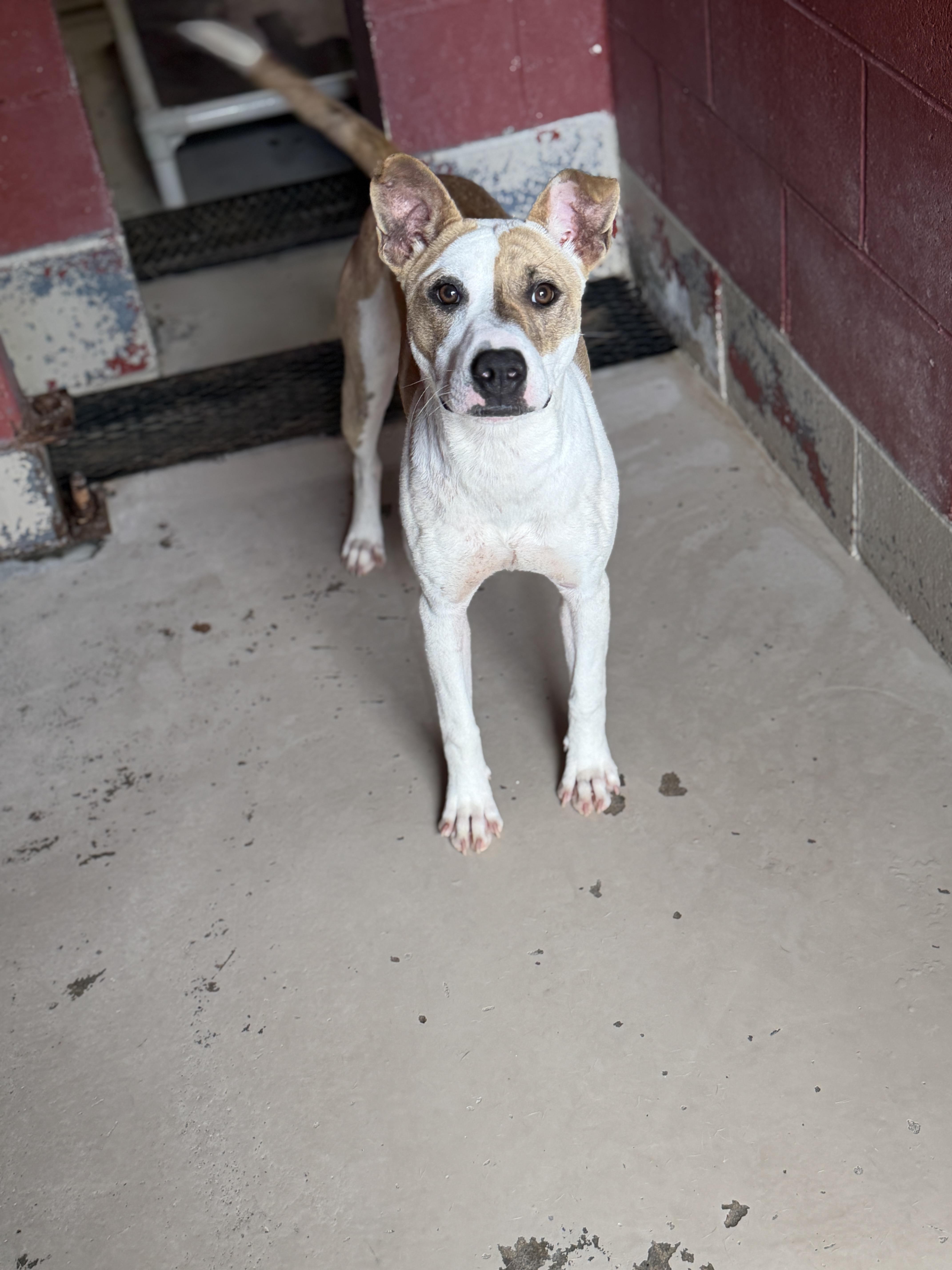 A young medium-sized female Mixed Breed dog named Honey for adoption in Elberton, GA