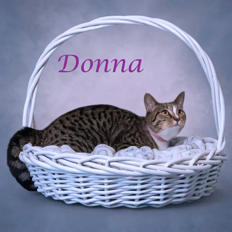A young medium-sized female Brown / Chocolate Domestic Short Hair cat named Donna C for adoption in Lebanon, TN