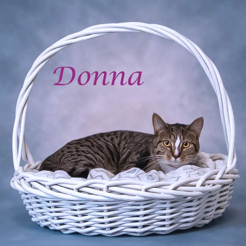 Donna C thumbnail 2