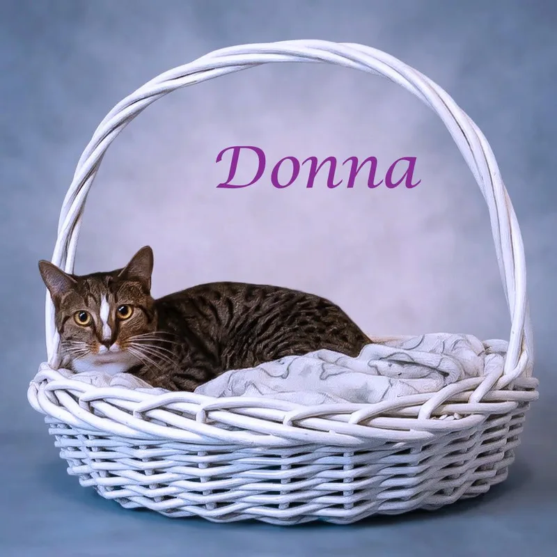 Donna C thumbnail 3
