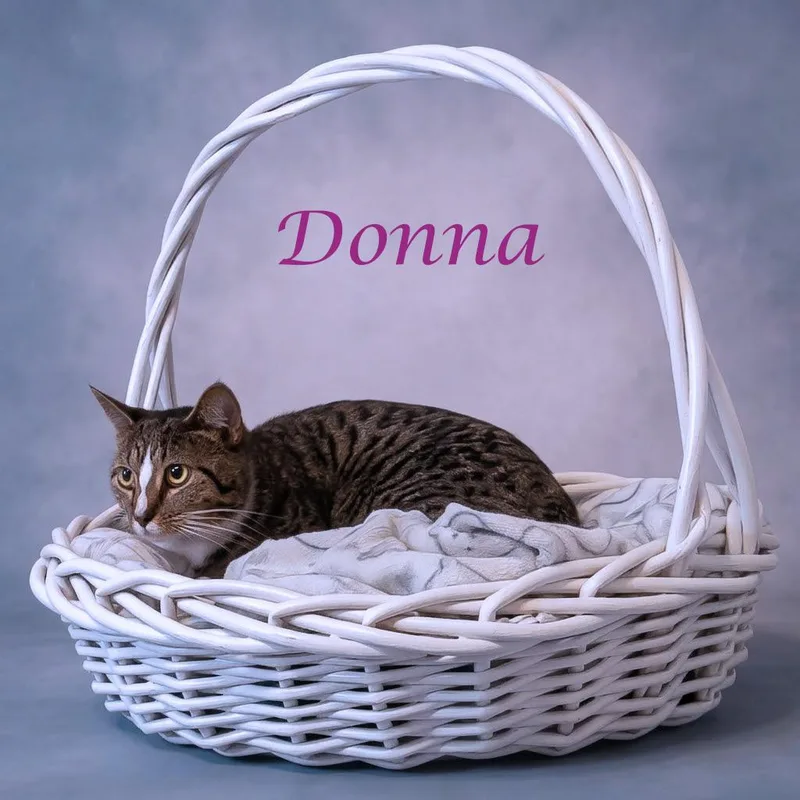 Donna C thumbnail 4