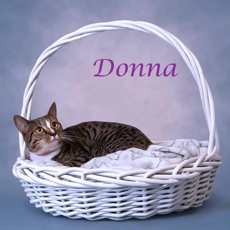 Donna C thumbnail 5