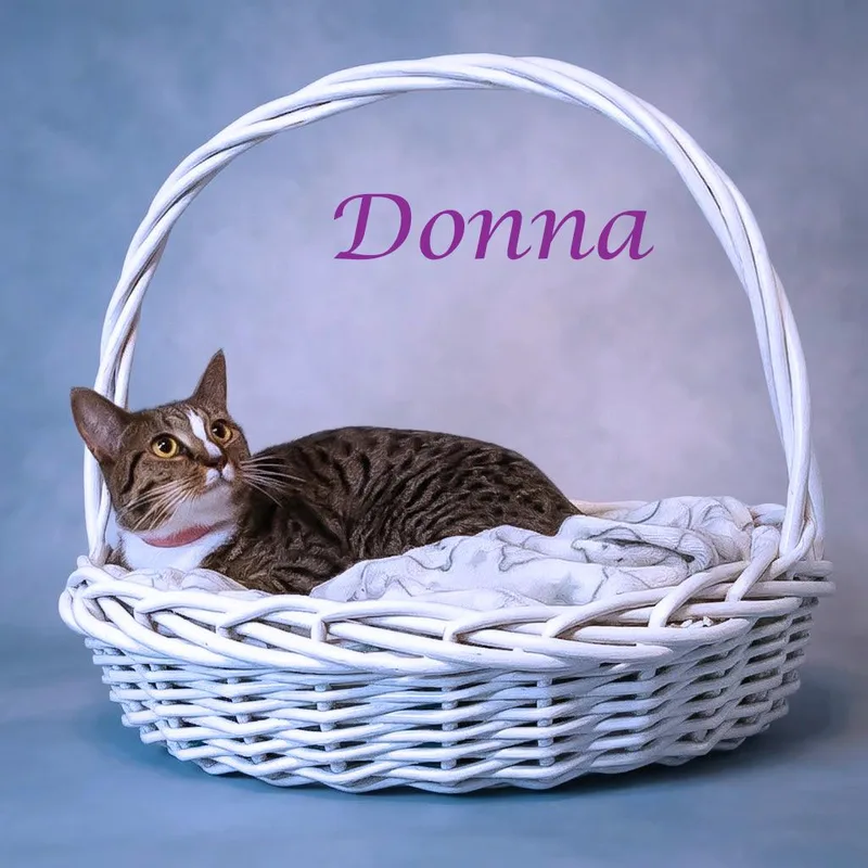 Donna C thumbnail 6