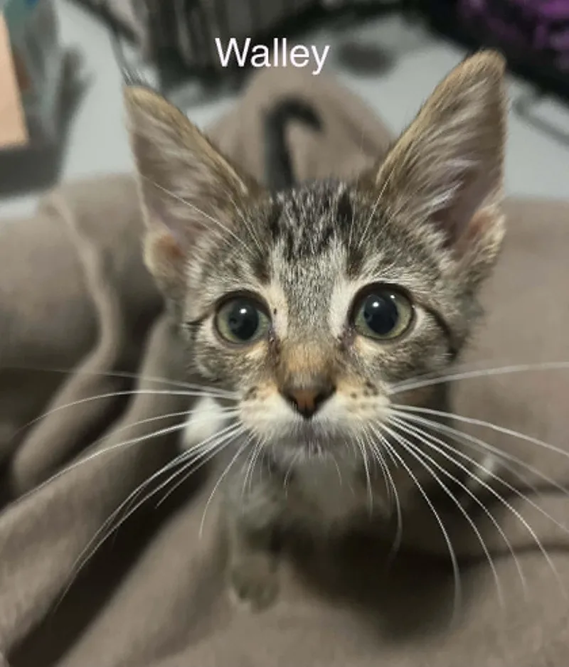 Walleye thumbnail 2