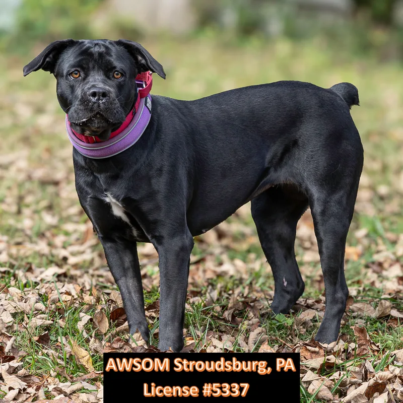 An adult large-sized female Black Pit Bull Terrier dog named Athena for adoption in Stroudsburg, PA