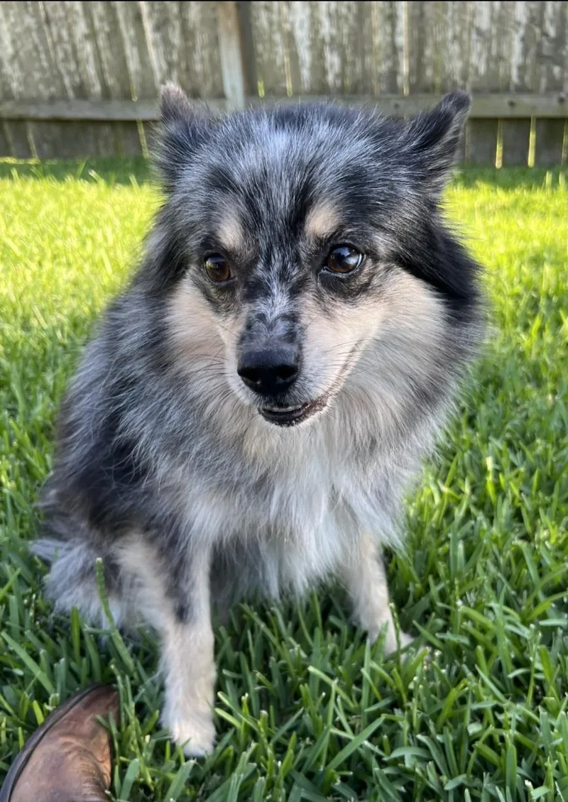 An adult small-sized female Tricolor (Brown, Black, & White) Pomeranian dog named Chakara Orthw for adoption in Missouri City, TX