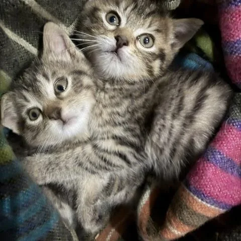 Inka And Indy thumbnail 2